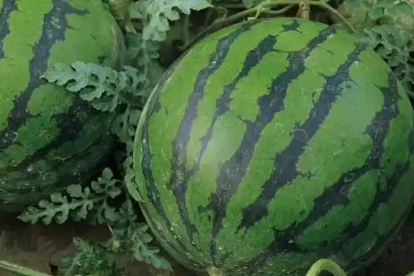 探寻中国哪里产出西瓜味道好的方法和重点？找味道好西瓜产地要做好哪些细节？插图4