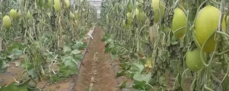 夏季薄皮甜瓜施肥方法的方法和重点?夏季薄皮甜瓜施肥要做好哪些细节?-会东网