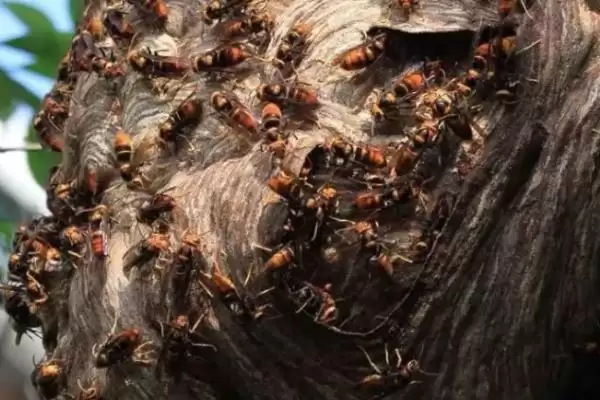 黄腰胡蜂简介，是典型的杂食性昆虫插图6