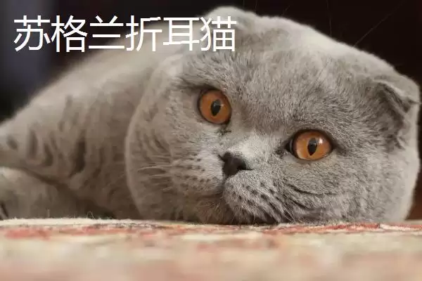 猫有哪些常见的品种 ,猫的哪些品种有优势特点插图2 猫有哪些常见的品种 ,猫的哪些品种有优势特点插图2