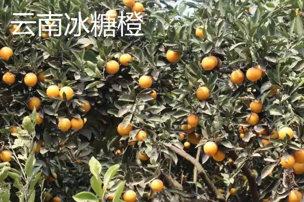图片[6]-橙子著名产地与品质：赣州作为脐橙主产区的辉煌成就-会东网