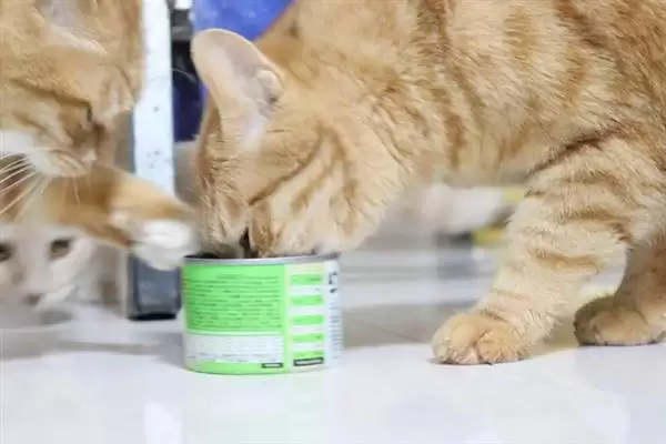 猫咪吃干粮和湿粮各有什么优缺点 ,干粮价低易胖湿粮补水期短插图7