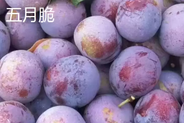 图片[6]-紫翡翠李子的甜度，一般可达到16度左右-会东网