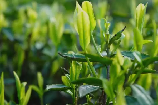 图片[2]-如何挑选茶叶？挑选茶叶要掌握哪些关键的挑选技巧和要点？-会东网