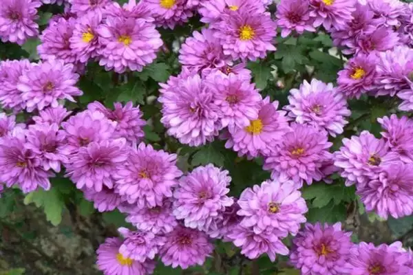 千头菊安全度夏攻略:间隔1天浇水的科学频率插图2 千头菊安全度夏攻略:间隔1天浇水的科学频率插图2