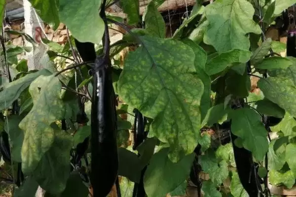 茄子打底叶时间秘籍:门茄2-3厘米左右第一次的要点插图1 茄子打底叶时间秘籍:门茄2-3厘米左右第一次的要点插图1