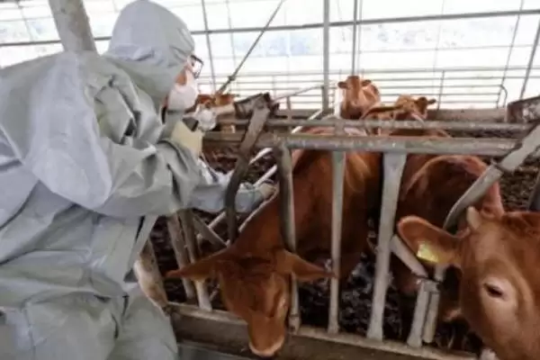 牛的繁殖之道:人工与自然配种的方法与选择插图8 牛的繁殖之道:人工与自然配种的方法与选择插图8