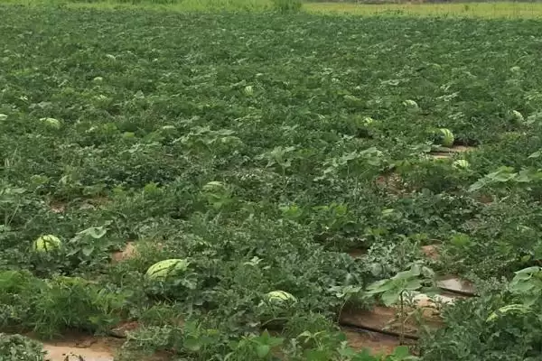了解西瓜生长过程的方法和重点？认识西瓜生长要做好哪些细节？插图3