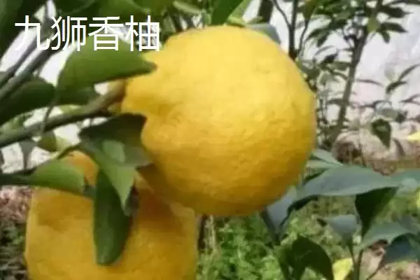 图片[4]-四川泸州市的特色水果？了解四川泸州市特色水果要知晓哪些地域特产信息？-会东网