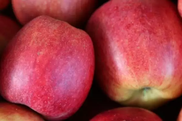 中国哪里产苹果,不同地方的苹果味道各不相同插图1 中国哪里产苹果,不同地方的苹果味道各不相同插图1