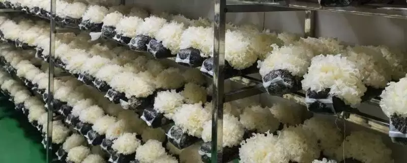 了解银耳栽培条件的方法和重点?了解银耳栽培条件要做好哪些细节?-会东网