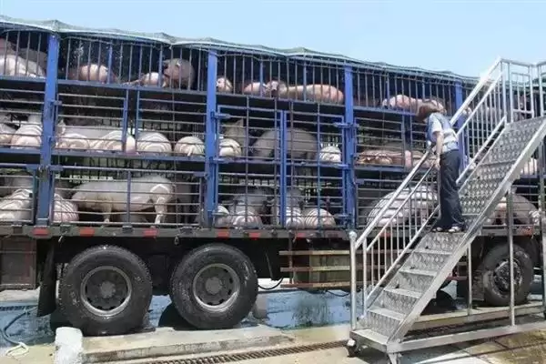 生猪长途运输的方法和重点？养猪要做好哪些运输注意细节？插图9