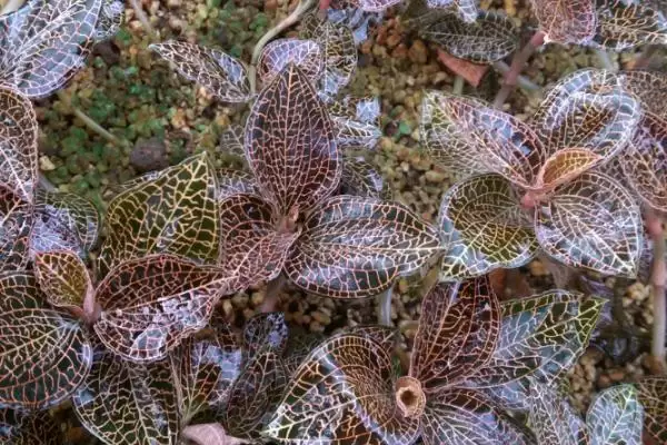 金线莲的品种 ,常见的金线莲有哪些品种呢插图1 金线莲的品种 ,常见的金线莲有哪些品种呢插图1