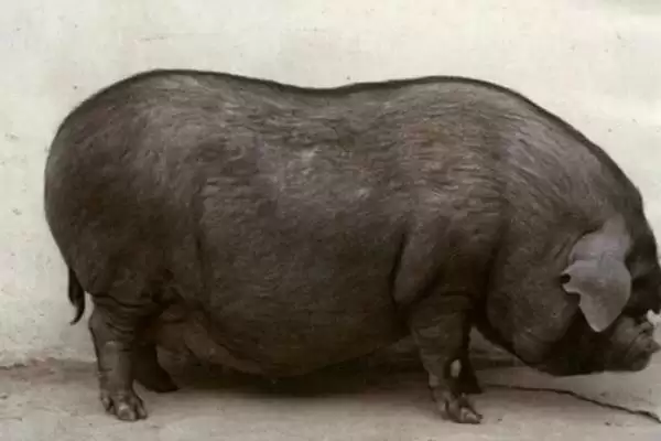 内江猪的故乡探秘:原产于四川省内江县的独特品种插图1 内江猪的故乡探秘:原产于四川省内江县的独特品种插图1