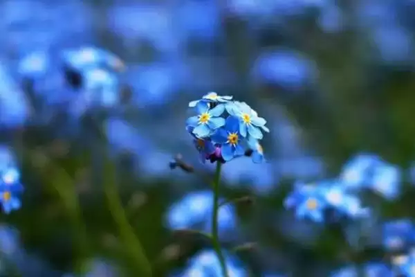图片[2]-蜜蜂喜欢哪种颜色的花，黄色花朵是它们的最爱-会东网