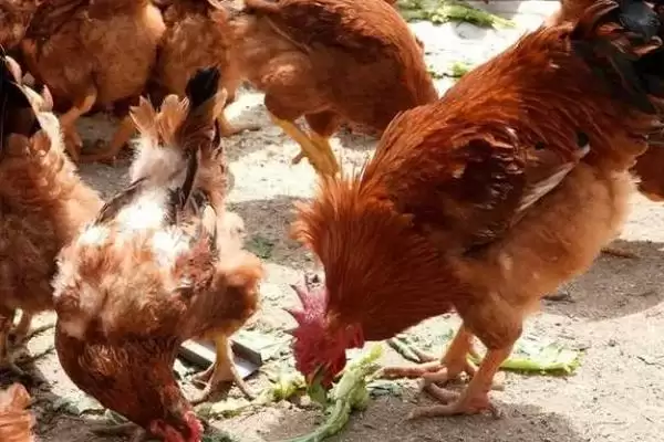 探寻鸡不知躲雨缘由的方法和重点？养鸡要做好哪些习性观察？插图6