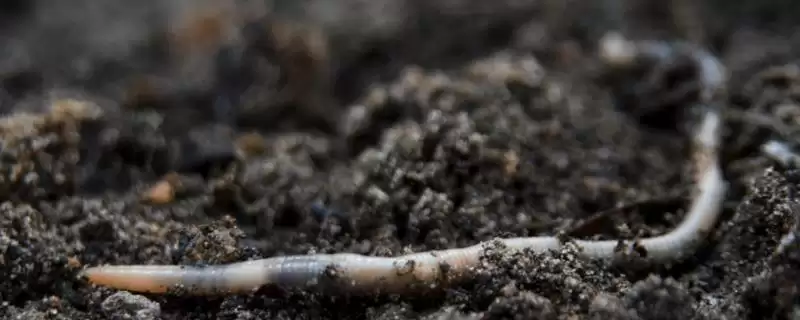 蚯蚓好抓时间揭秘：南方2-5月和10-11月的原因-会东网
