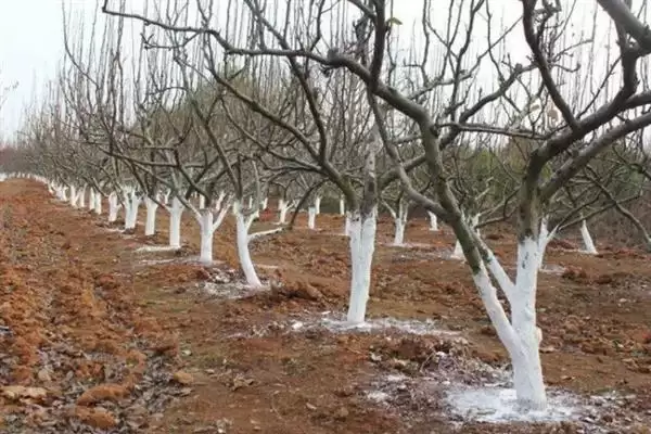 春季苹果园如何正确清园，包含物理清园和化学清园插图4