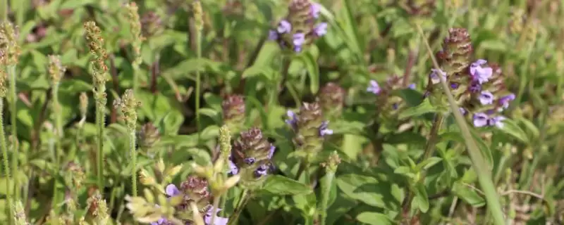 种植夏枯草育苗的方法和要点?种植夏枯草育苗需掌握哪些步骤?-会东网