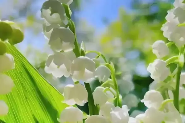 猫咪不能碰的剧毒植物有哪些种类 ,如百合、铃兰插图2