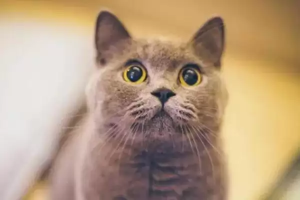 猫咪成年的时间是何时 ,猫咪 12 个月达到成年插图1