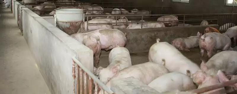 养猪降低成本的方法和重点？养猪要做好哪些成本控制细节？-会东网