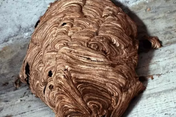 被人头蜂蛰了如何处理，应立即远离蜂巢、再用弱酸性溶液清洗伤口插图1