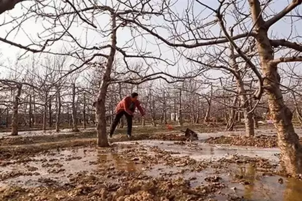 春季苹果园如何正确清园，包含物理清园和化学清园插图15