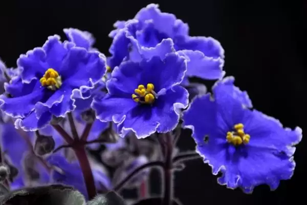图片[3]-紫罗兰花语的解读和要点？解读紫罗兰花语需关注哪些关键内容？-会东网