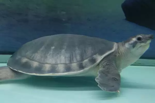 了解猪鼻龟寿命的方法和重点？养猪与周边水生生物养殖有哪些关联细节？插图3