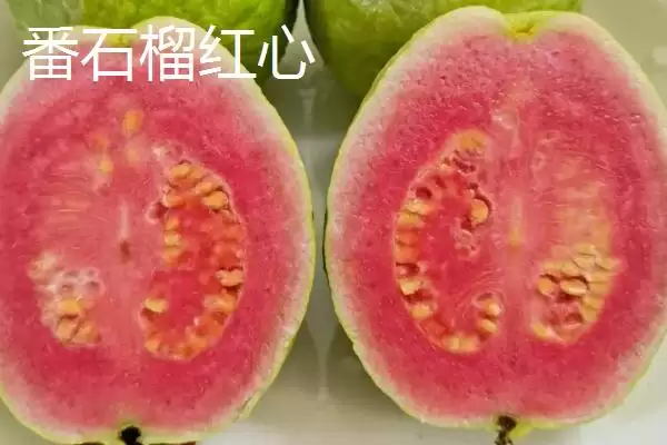 番石榴红心和白心区别,果肉颜色明显不同插图1 番石榴红心和白心区别,果肉颜色明显不同插图1