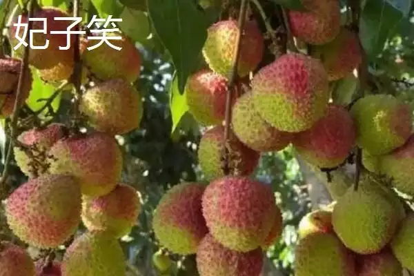 图片[5]-认识名贵优质荔枝品种的方法和重点？认识名贵优质荔枝品种要做好哪些细节？-会东网