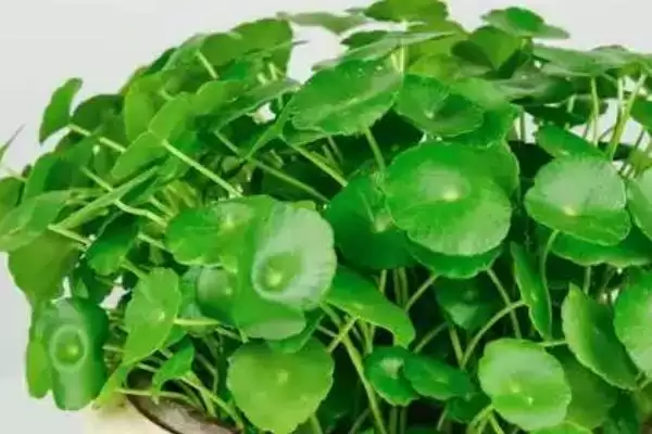 图片[3]-铜钱草简介？认识铜钱草要了解哪些关键的植物形态和生长特性要点？-会东网