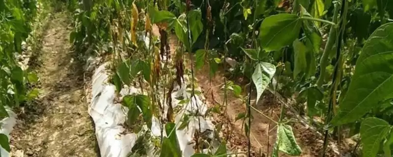 探寻芸豆烂根死棵原因的方法和重点？探寻芸豆烂根死棵原因要做好哪些细节？-会东网