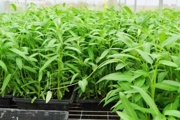 空心菜的种植间距 ,空心菜行株距多少比较合适呢?插图1 空心菜的种植间距 ,空心菜行株距多少比较合适呢?插图1