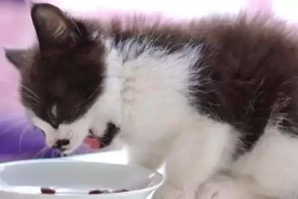 图片[9]-犬猫敌鼠钠中毒症状剖析：身上大块出血的危害及处理-会东网