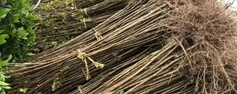 紫薇价格的波动和要点？了解紫薇价格需关注哪些市场要素？-会东网