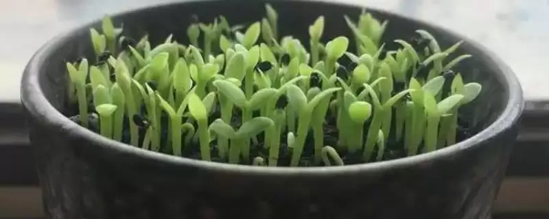 在阳台上种植火龙果的方法和重点？在阳台上种植火龙果要做好哪些细节？-会东网