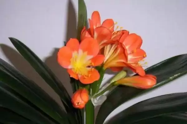 君子兰的耐寒情况 ,君子兰在多少度以下会被冻伤呢?插图2 君子兰的耐寒情况 ,君子兰在多少度以下会被冻伤呢?插图2