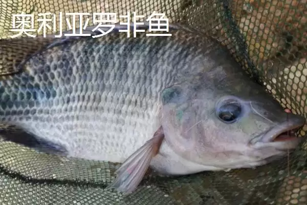 图片[6]-罗非鱼有哪些常见品种 ,罗非鱼的品种多如何培育而来-会东网