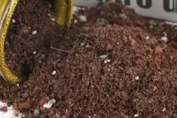 图片[2]-蟹爪兰种植的方式和要点？种植蟹爪兰要选择哪些合适方式？-会东网