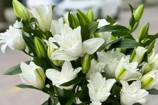 猫咪不能碰的剧毒植物有哪些种类 ,如百合、铃兰插图1