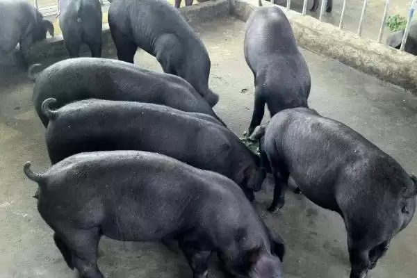 提高苏太母猪产仔量的方法和重点？养猪要做好哪些繁育细节？插图1