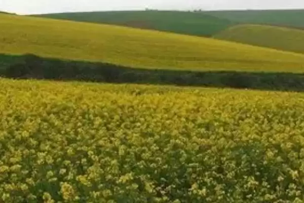 养殖油菜花的注意事项,一般在9-11月份左右种植插图3 养殖油菜花的注意事项,一般在9-11月份左右种植插图3