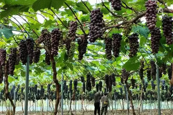 葡萄成熟期揭秘：7-10月份左右的甜蜜时刻插图3