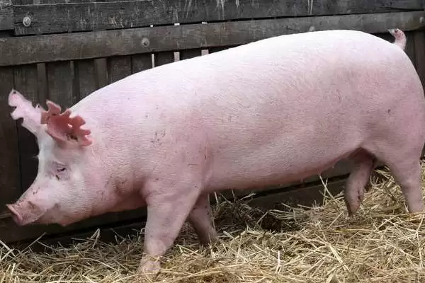 秋冬季节猪呼吸系统染病特点:继发感染的原因及防治插图1 秋冬季节猪呼吸系统染病特点:继发感染的原因及防治插图1