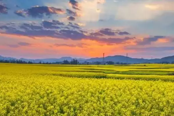 油菜花的成熟时间,春油菜常在9月份左右成熟插图2 油菜花的成熟时间,春油菜常在9月份左右成熟插图2
