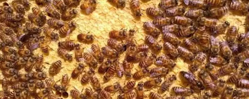 如何直接介入蜂王，将蜂王直接介入蜂群中即可-会东网