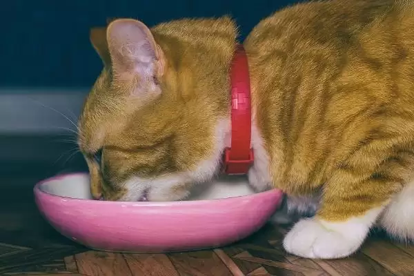 猫饭海带粉怎么做比较好 ,猫饭海带粉制作步骤是什么插图3 猫饭海带粉怎么做比较好 ,猫饭海带粉制作步骤是什么插图3