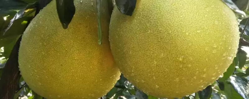 了解重庆市丰都县特产的方法和重点？养猪与当地特产产业有哪些关联细节？-会东网